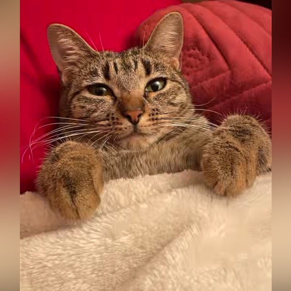 Meet your Posher, Marisol - Picture 2 of 2